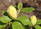 magnolia brooklińska 'Yellow Bird' - Magnolia ×brooklynensis 'Yellow Bird' 
