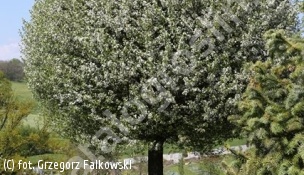 wiśnia osobliwa 'Umbraculifera' - Prunus ×eminens 'Umbraculifera' 