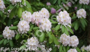 różanecznik 'Album Novum' - Rhododendron 'Album Novum' 