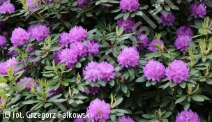 różanecznik 'Alfred' - Rhododendron 'Alfred' 