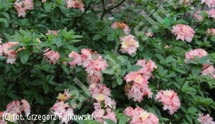 azalia 'Cannon's Double' - Rhododendron 'Cannon`s Double' 