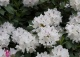 różanecznik 'Catawbiense Album' - Rhododendron 'Catawbiense Album' 