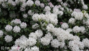 różanecznik 'Catawbiense Album' - Rhododendron 'Catawbiense Album' 