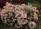 azalia 'Irene Koster' - Rhododendron 'Irene Koster' 