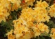 azalia 'Golden Sunset' - Rhododendron 'Golden Sunset' 