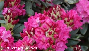 różanecznik ROYAL AMARANTH 'Jan III Sobieski' - Rhododendron ROYAL AMARANTH 'Jan III Sobieski' 