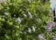 lilak pospolity 'Aucubaefolia' - Syringa vulgaris 'Aucubaefolia' 