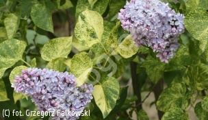 lilak pospolity 'Aucubaefolia' - Syringa vulgaris 'Aucubaefolia' 