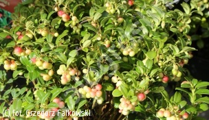 borówka brusznica 'Koralle' - Vaccinium vitis-idaea 'Koralle' 