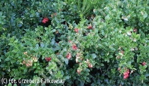 borówka brusznica 'Koralle' - Vaccinium vitis-idaea 'Koralle' 
