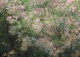 perukowiec podolski - Cotinus coggygria 