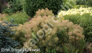perukowiec podolski 'Young Lady' - Cotinus coggygria 'Young Lady' PBR