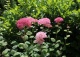 hortensja krzewiasta PINK ANNABELLE 'NCHA1' - Hydrangea arborescens PINK ANNABELLE 'NCHA1' PBR
