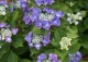 hortensja ogrodowa 'Blaumeise' - Hydrangea macrophylla 'Blaumeise' 