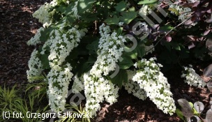 hortensja dębolistna 'Snowflake' - Hydrangea quercifolia 'Snowflake' 