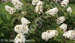 hortensja dębolistna SNOW QUEEN 'Flemygea' - Hydrangea quercifolia SNOW QUEEN 'Flemygea' 