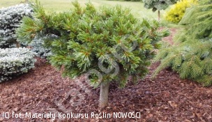 sosna drobnokwiatowa 'Beran' - Pinus parviflora 'Beran' 