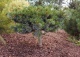 sosna drobnokwiatowa 'Beran' - Pinus parviflora 'Beran' 