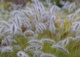 rozplenica japońska 'Hameln' - Pennisetum alopecuroides 'Hameln' 