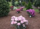 różanecznik ROYAL BUTTERFLY 'Królowa Jadwiga' - Rhododendron ROYAL BUTTERFLY 'Królowa Jadwiga' PBR