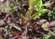 czeremcha wirginijska 'Shubert' - Prunus virginiana 'Shubert' 