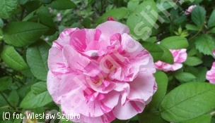 róża francuska 'Versicolor' - Rosa gallica 'Versicolor' 