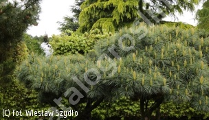 sosna wejmutka 'Blue Shag' - Pinus strobus 'Blue Shag' 