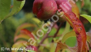 nektaryna 'Flateryna' - Prunus persica var.nucipersica 'Flateryna' 