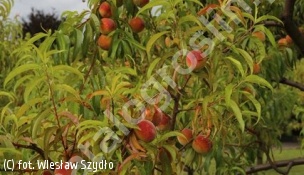 brzoskwinia 'Harnaś' - Prunus persica 'Harnaś' 