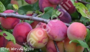 śliwa japońska ‘Najdiena’ - Prunus salicina 'Najdiena' 