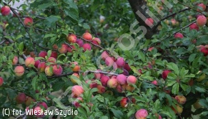 śliwa japońska ‘Najdiena’ - Prunus salicina 'Najdiena' 