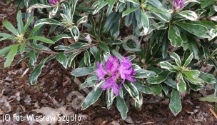 różanecznik pontyjski 'Variegatum' - Rhododendron ponticum 'Variegatum' 