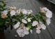 Hortensja RUNAWAY BRIDE SNOW WHITE 'USHYD0405' - Hydrangea RUNAWAY BRIDE SNOW WHITE 'USHYD0405' 