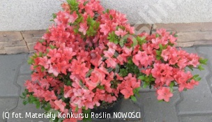 azalia 'Lidia' - Rhododendron 'Lidia' 