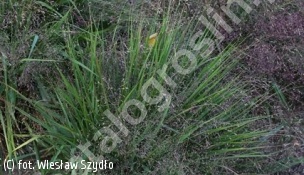 miłka okazała - Eragrostis spectabilis 