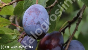 śliwa 'Węgierka Zwykła' - Prunus domestica 'Węgierka Zwykła' 