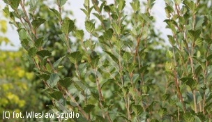 brzoza niska - Betula humilis 