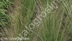 trzęślica modra 'Heidebraut' - Molinia caerulea 'Heidebraut' 