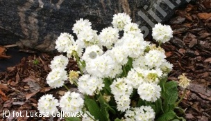 pierwiosnek ząbkowany 'Alba' - Primula denticulata 'Alba' 