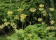 pierwiosnek kwiecisty - Primula florindae 