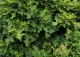 dąb błotny 'Isabel' - Quercus palustris 'Isabel' 