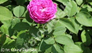 róża 'Reine des Violettes' - Rosa 'Reine des Violettes' 