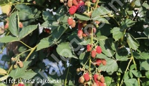 jeżyna bezkolcowa 'Black Satin' - Rubus fruticosus 'Black Satin' 