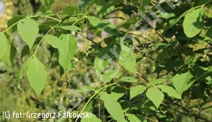 trzmielina płaskoogonkowa - Euonymus planipes 