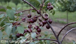 wiśnia 'Pandy 103' - Prunus cerasus 'Pandy 103' 
