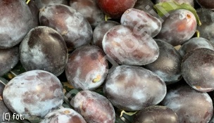 śliwa 'Węgierka Dąbrowicka' - Prunus domestica 'Węgierka Dąbrowicka' 