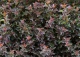 pęcherznica kalinolistna 'Red Baron' - Physocarpus opulifolius 'Red Baron' 