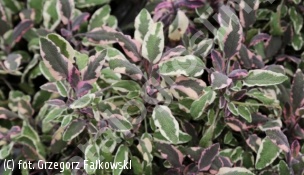 szałwia lekarska 'Tricolor' - Salvia officinalis 'Tricolor' 