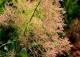 perukowiec podolski 'Young Lady' - Cotinus coggygria 'Young Lady' PBR