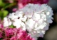 hortensja bukietowa VANILLE-FRAISE 'Renhy' - Hydrangea paniculata VANILLE-FRAISE 'Renhy' PBR